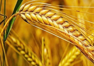 پیش بینی می شود سال زراعی جاری حدود ۹۰۰ هزار تن گندم در استان تولید شود.