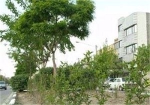 پیش بینی افزایش 400 هکتاری فضای سبز در خراسان جنوبی