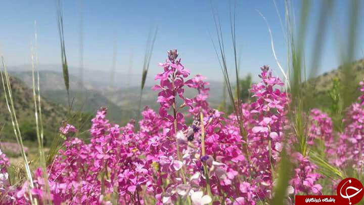 همه ما با هم  قرار سبز می گذاریم