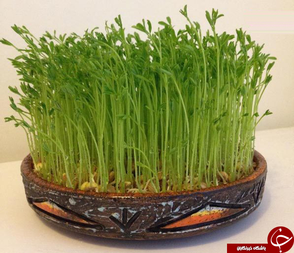 آموزش کاشت انواع سبزه عید نوروز