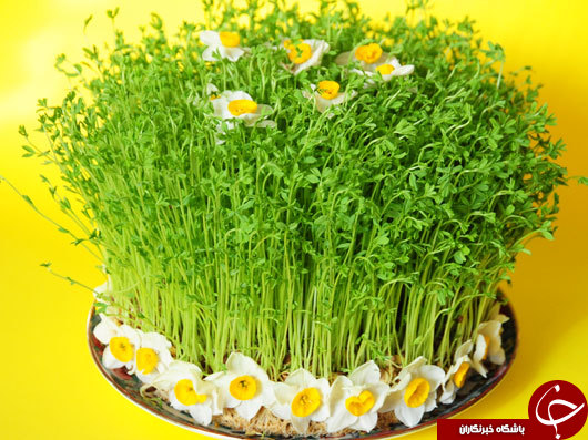 آموزش کاشت انواع سبزه عید نوروز