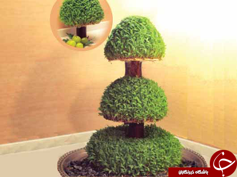 آموزش کاشت انواع سبزه عید نوروز