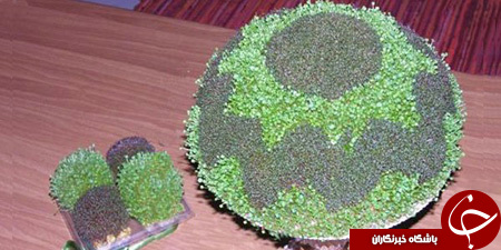 آموزش کاشت انواع سبزه عید نوروز+تصاویر