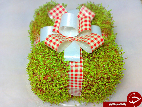 آموزش کاشت انواع سبزه عید نوروز+تصاویر