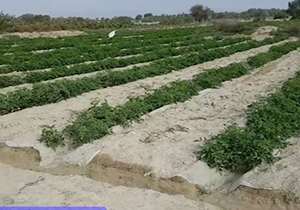 نمایی از مزارع زیبای گوجه فرنگی در «عورکی» + فیلم