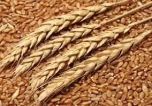 توزیع بذر اصلاح شده گندم بین زارعان استان قزوین