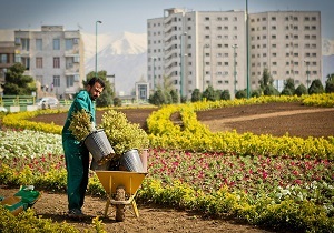 کاشت 900 هزار بوته گل فصلی بهاره در اردبیل