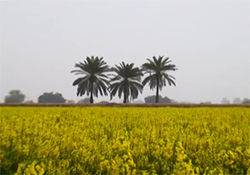 ایجاد اشتغال با پرورش اسب اصیل عرب در خوزستان + فیلم