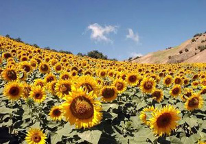 واردات دانه آفتابگردان منوط به استعلام وزارت جهاد کشاورزی شد