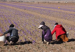 برداشت ۹۰۰ تن گیاهان دارویی در استان یزد
