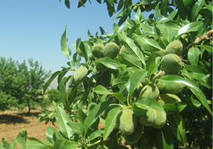 برداشت چغاله بادام در خفر