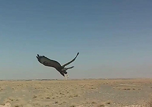 رهاسازی پرنده شکاری در طبیعت