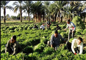آغاز برداشت سبزی از اراضی کشاورزی شوش