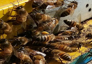 افزایش 19 درصدی صدور شناسنامه زنبورداری