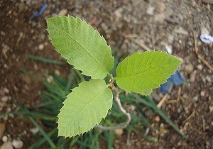 کاشت 50 اصله درخت بلوط به جرم قطع درختان