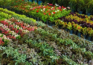 نمایشگاه گل وگیاه قم ۱۴ تا ۱۸ اسفندماه درنمایشگاه دائمی دایر است