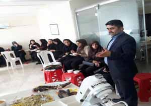 آموزش شیوه طبخ ۶ نوع غذا با ماهی در آمل