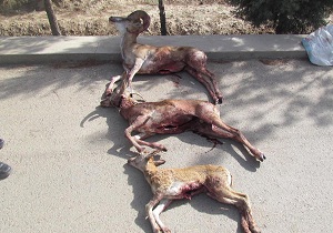 کشف لاشه شکار کل در رودبارک مهدی شهر
