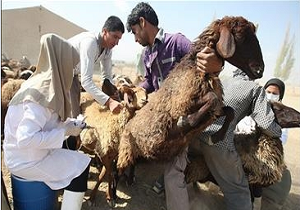 مایه کوبی بالغ بر ۱۳۵ هزار راس دام سبک در پلدشت علیه بیماری آبله