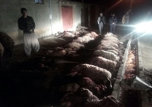 تلف شدن ۳۶ رأس گوسفند بر اثر برخورد با خودرو در کنگاور