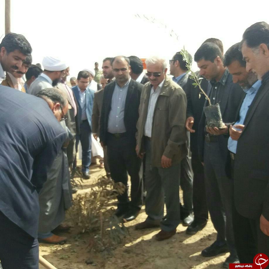 کاشت 500 اصله درخت در زابل + تصاویر