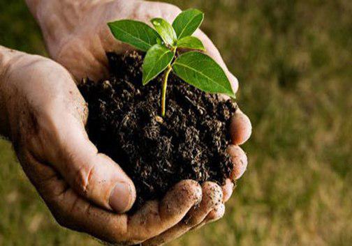 نفس&zwnj;های ما به نفس&zwnj;های زمین بند است درختکاری تنفسی تازه برای جنگل