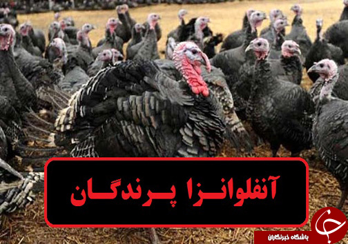 معدوم‌سازی بوقلمون‌های مبتلا به بیماری آنفلوانزای  پرندگان در خرم آباد