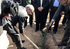 درختکاری درکمربند سبز یزد