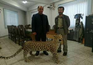 کشف لاشه پلنگ در آمل