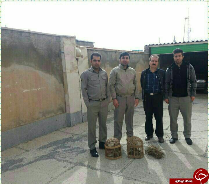 کشف و ضبط دو قطعه کبک و دو عدد قفس چوبی از شکار چیان