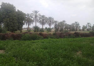طبیعت زیبای روستای «عورکی» در چابهار + تصاویر