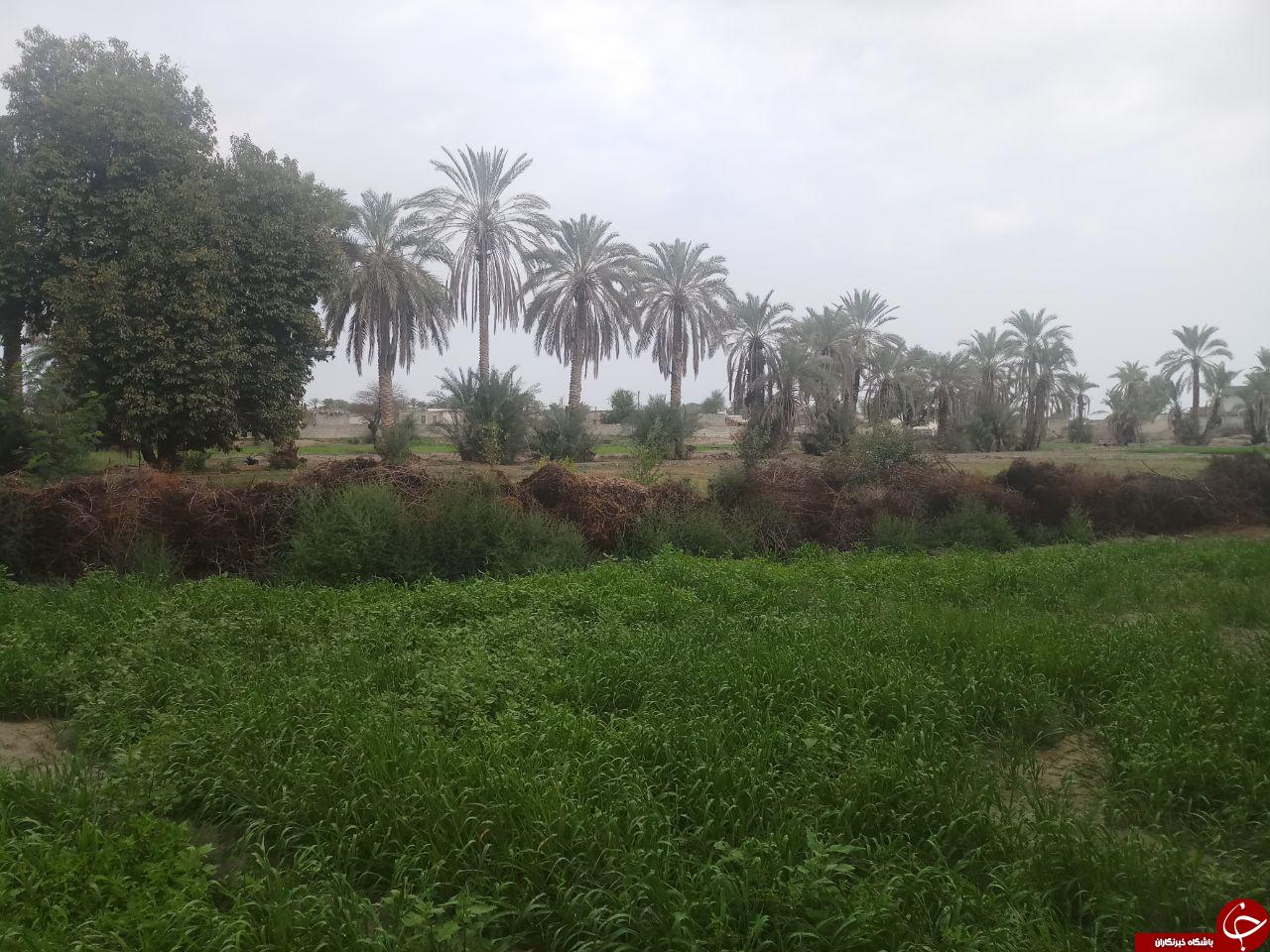 طبیعت زیبای روستای &laquo;عورکی&raquo; در چابهار + تصاویر
