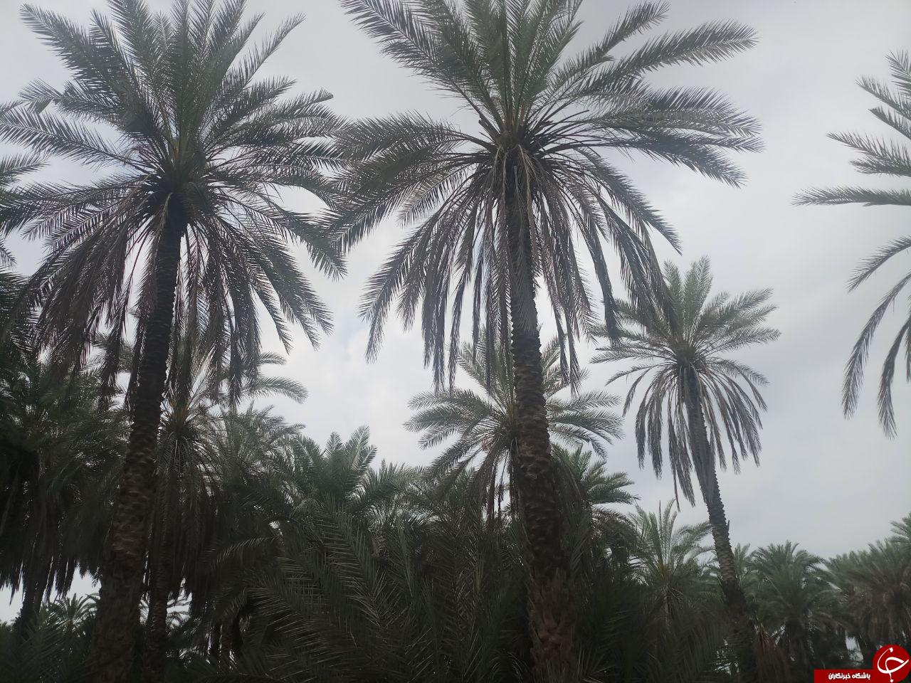 طبیعت زیبای روستای &laquo;عورکی&raquo; در چابهار + تصاویر