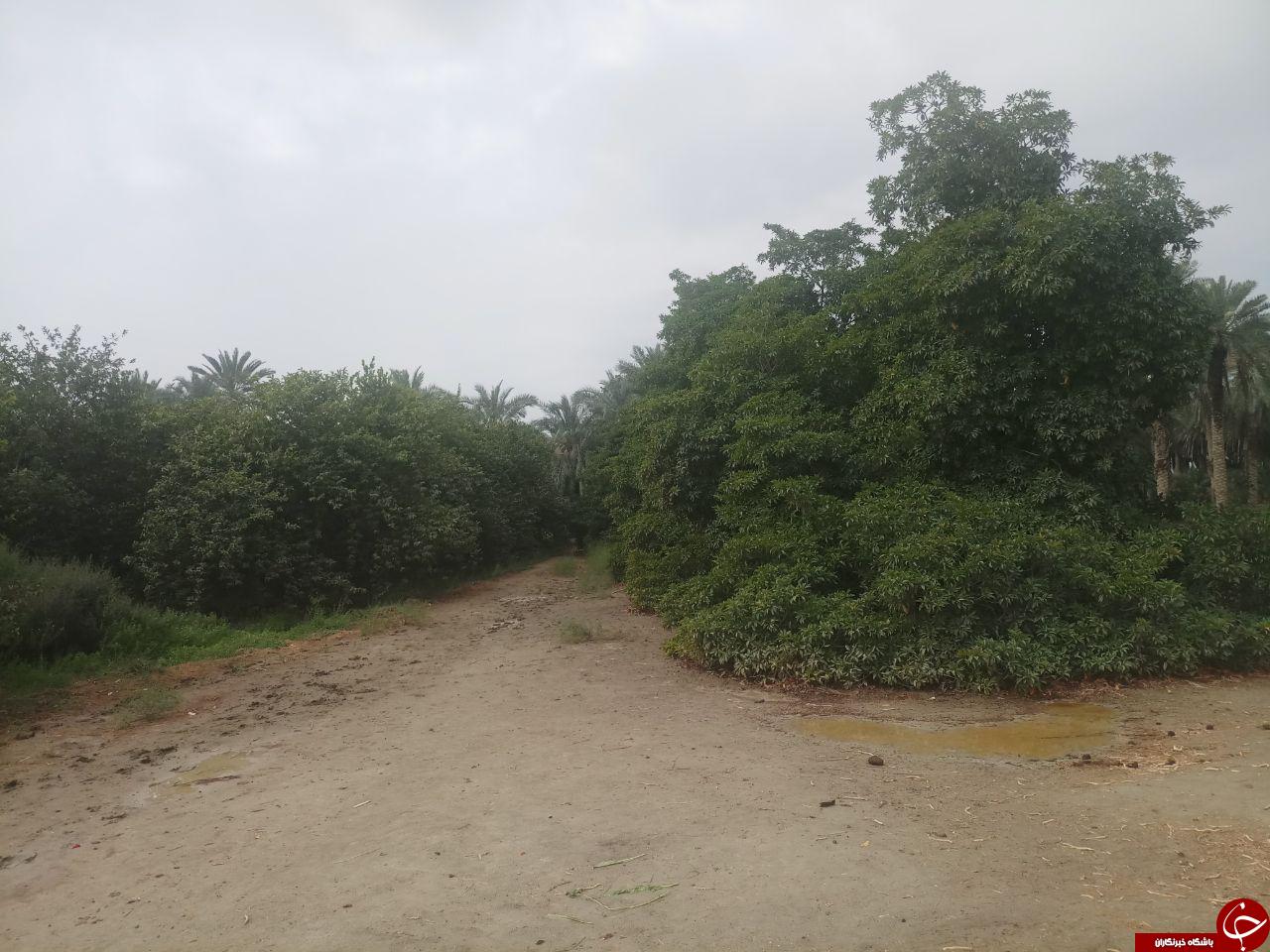 طبیعت زیبای روستای &laquo;عورکی&raquo; در چابهار + تصاویر