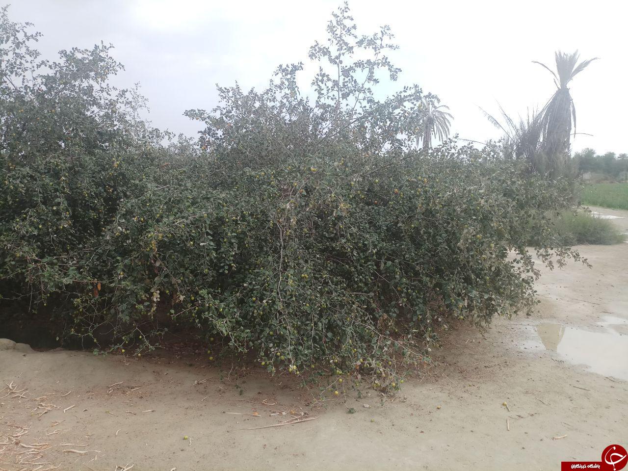 طبیعت زیبای روستای &laquo;عورکی&raquo; در چابهار + تصاویر