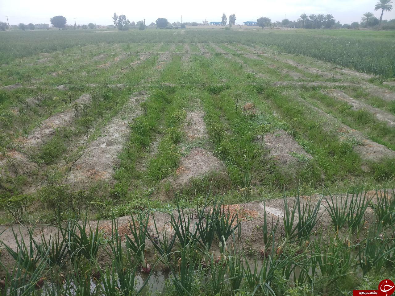 طبیعت زیبای روستای &laquo;عورکی&raquo; در چابهار + تصاویر