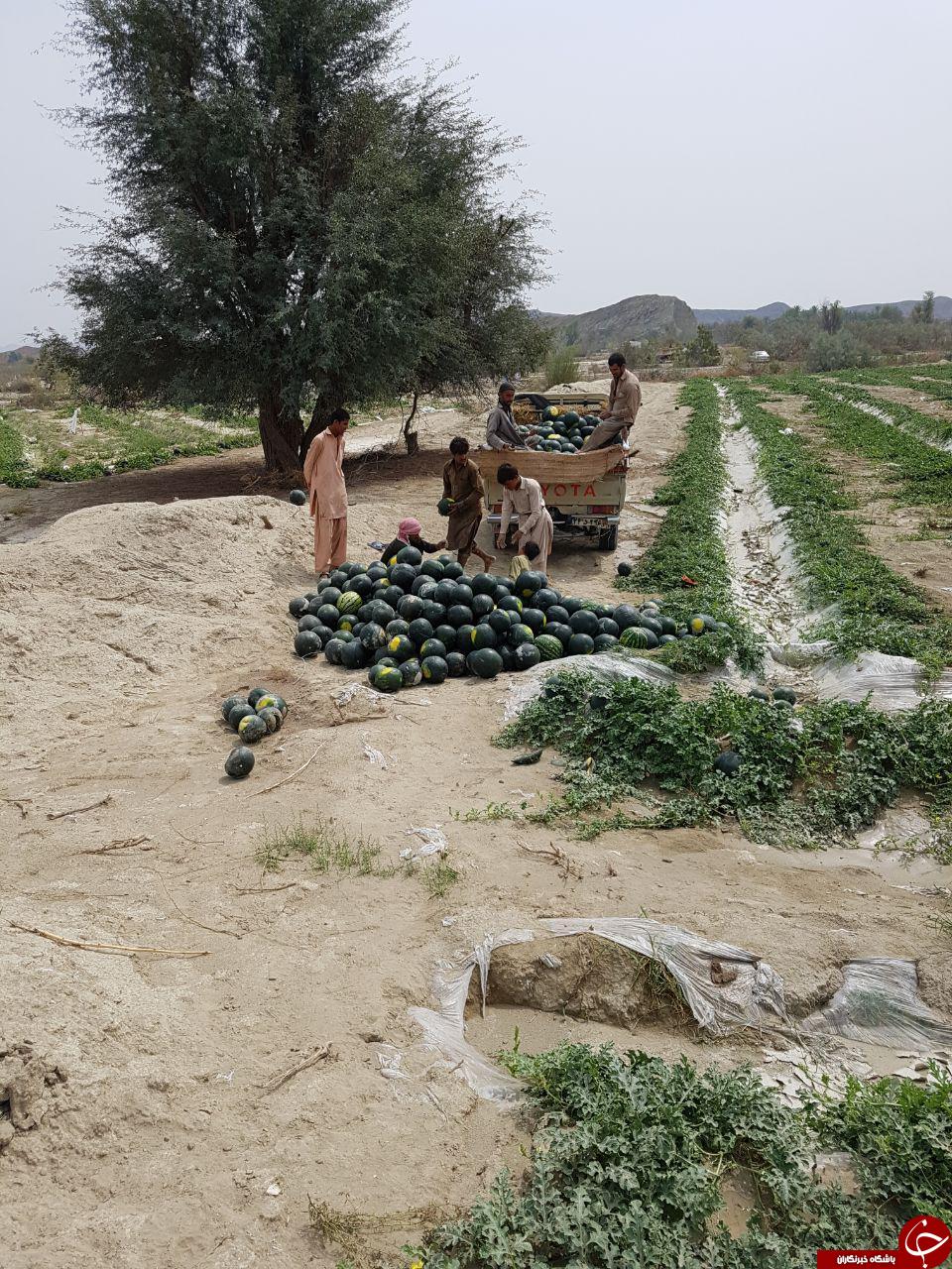 طبیعت زیبای روستای &laquo;عورکی&raquo; در چابهار + تصاویر