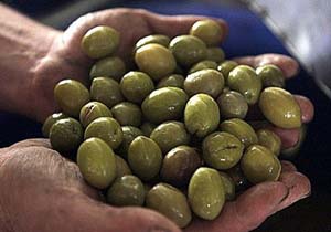 آشفته بازار روغن زیتون در ایام پایانی سال/نرخ هر لیتر روغن زیتون 50 هزار تومان