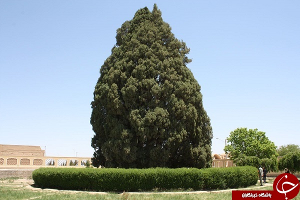 درخت