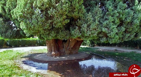 درخت