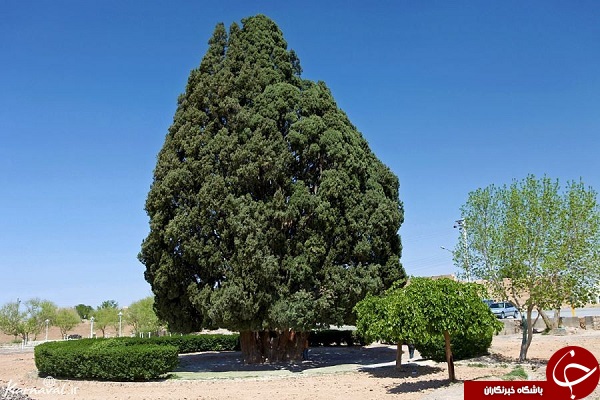 درخت