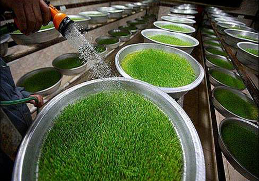 سمنو یکی از سنت&zwnj;های کهن با قدمت تاریخی در خراسان شمالی /در فهرست آثار ملی