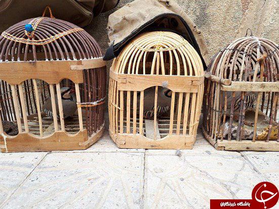 دستگیری متخلفين صيد غیر مجاز سه قطعه كبك وحشی