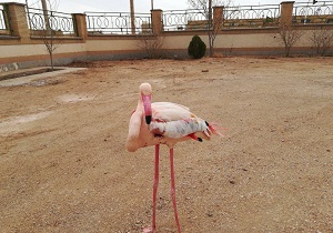 فلامینگوی زخمی به محیط زیست بشرویه تحویل داده شد