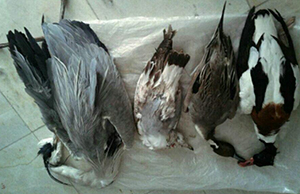 شکارچی غیرمجاز تالاب آلاگل در دام محیط بانان