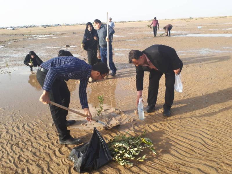 ۱۰۰۰ اصله نهال حرا در ساحل گناوه کاشته شد