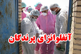 بیماری آنفلوآنزای پرندگان منجر به حذف ۲۵ میلیون مرغ تخم گذار در سطح کشور شد