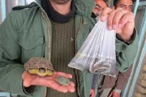 کشف تعدادی لاک‌پشت و مار در میدان تره‌بار تهران + فیلم