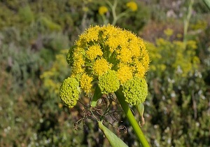 کشت باریجه در اراضی روستایی سرخه