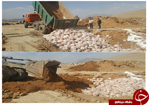 معدوم سازی ۱۱۵۵ قطعه بوقلمون پرورشی مبتلا به آنفلوانزای پرندگان در خرم آباد
